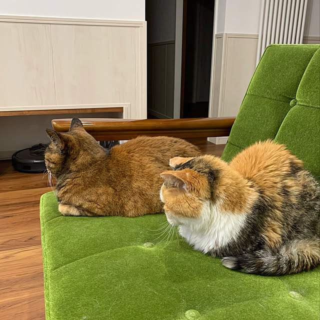 mikeume7さんの実例写真