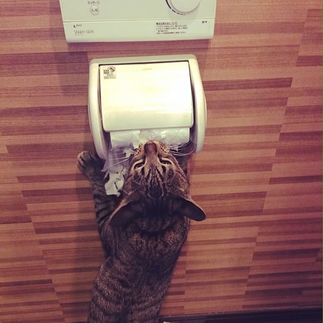 Sumiさんの実例写真
