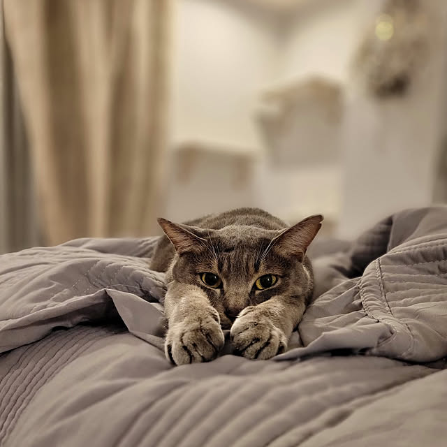 siberinnさんの実例写真