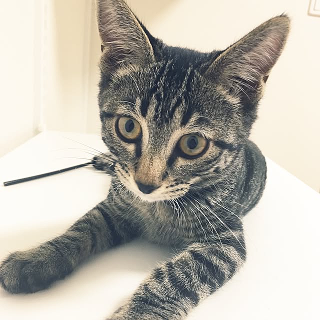 yuuuuuriさんの実例写真