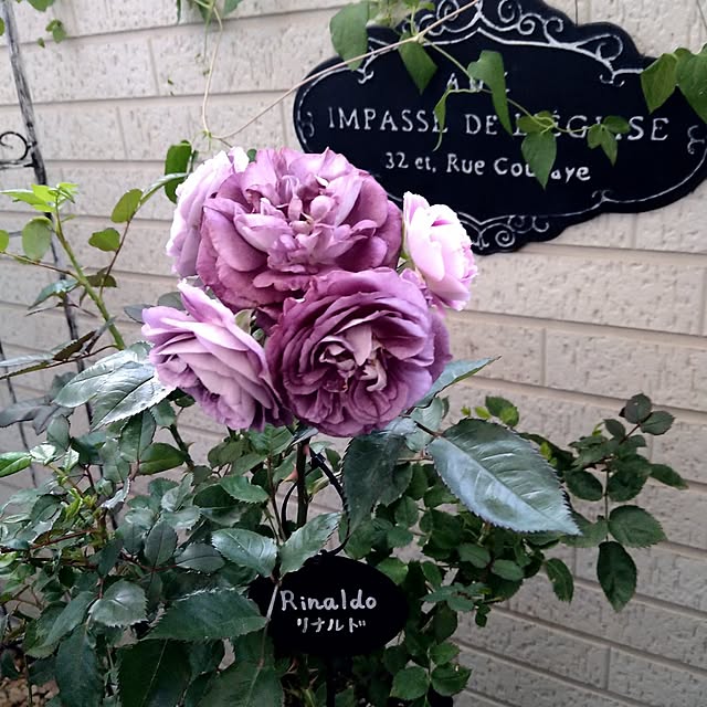 薔薇のある暮らし♡/良いね⑅◡̈*ありがとうございます♡/後ほどお邪魔させてください(´∀｀*)/心地よい暮らし/フォロアー様いつもありがとうございます♡...などのインテリア実例 - 2025-06-02 07:15:23
