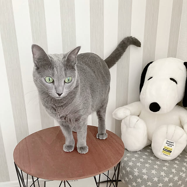 snoopyさんの実例写真
