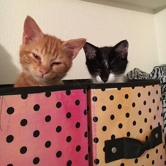 miyabiさんの実例写真