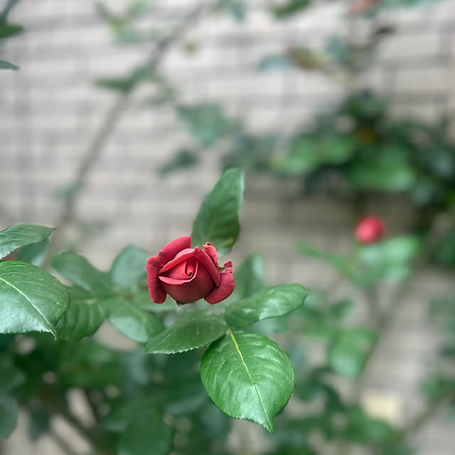 botanさんの部屋