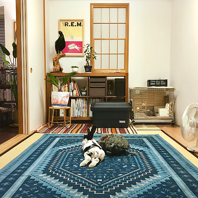 unico/植物のある暮らし/額/うさぎと暮らす/ミニレッキス...などのインテリア実例 - 2020-08-22 19:27:37