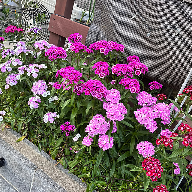 hanihaniさんの部屋