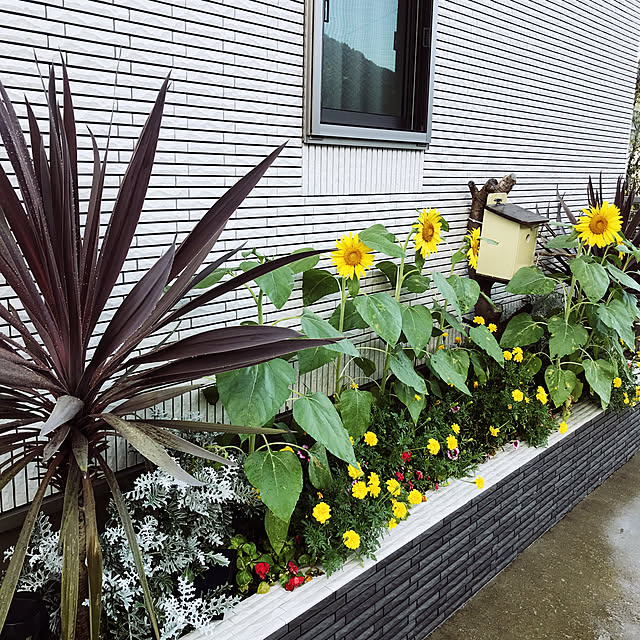 dmamaさんの実例写真