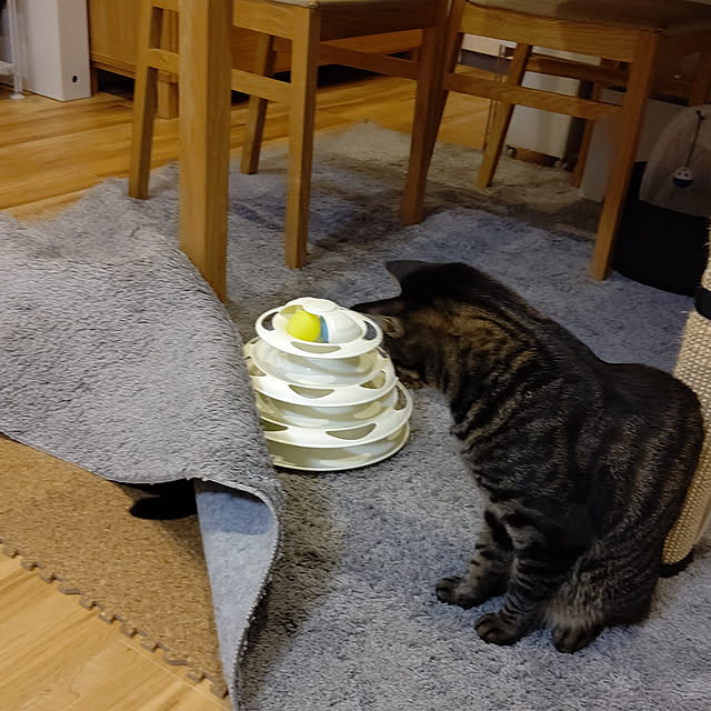 hihaさんの実例写真