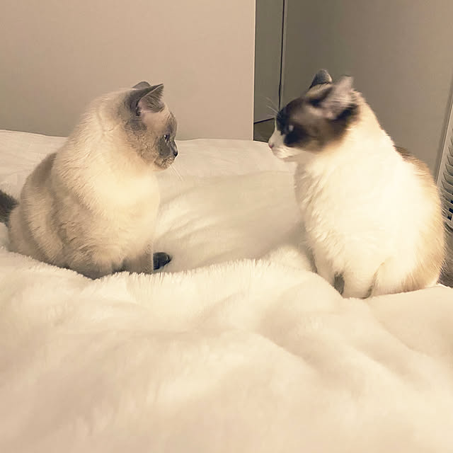 gingerwynksさんの実例写真