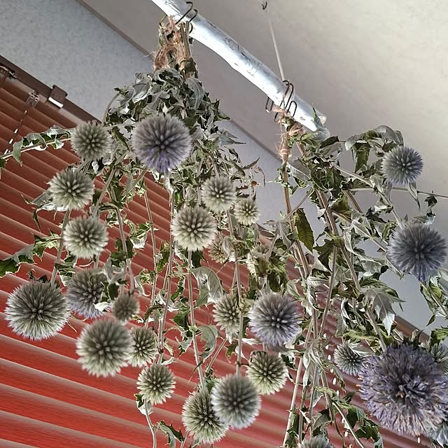 midoriさんの部屋