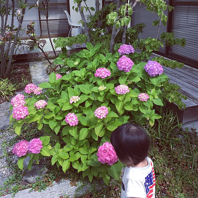 koharubiyoriさんの実例写真