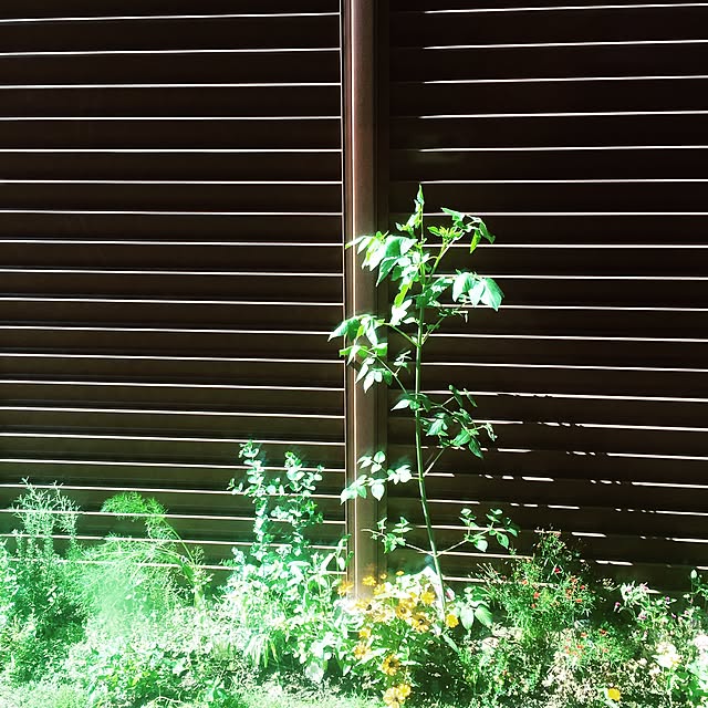 shihoさんの実例写真