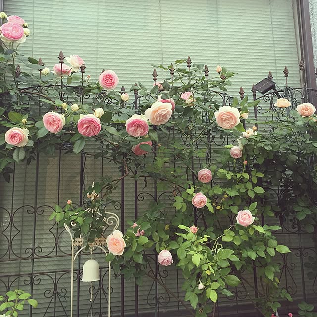greenroseさんの実例写真