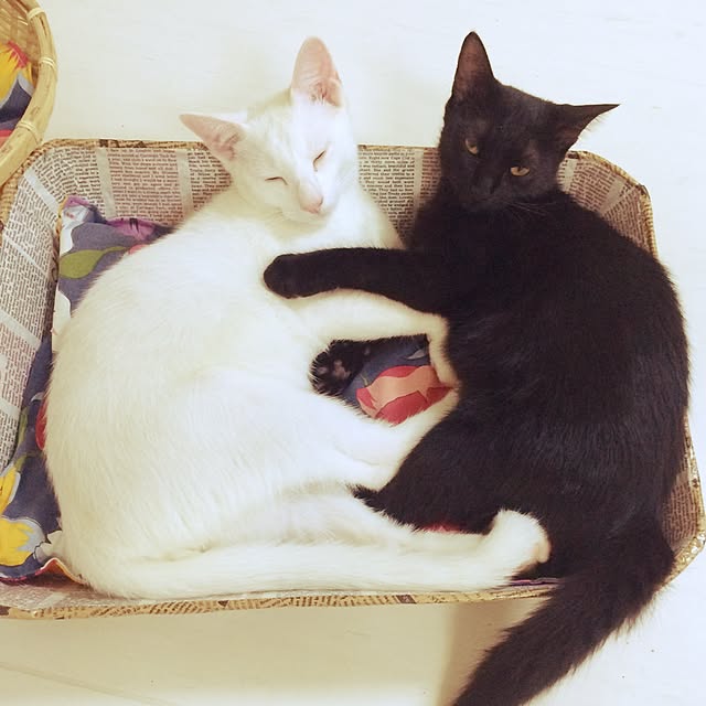 kimkim221さんの実例写真