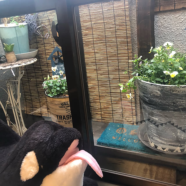 pitさんの実例写真