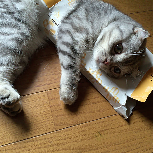 AIKOさんの実例写真
