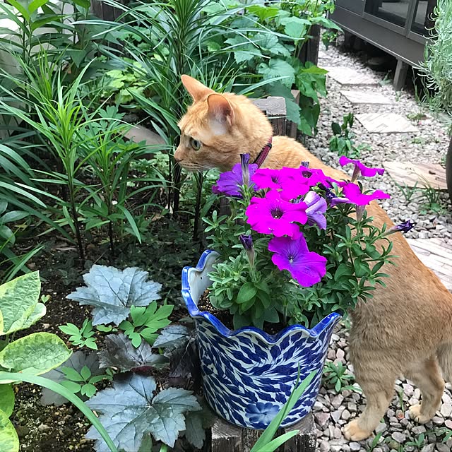 sakiさんの実例写真