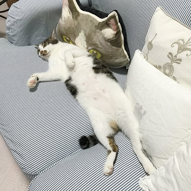 yuchiさんの実例写真