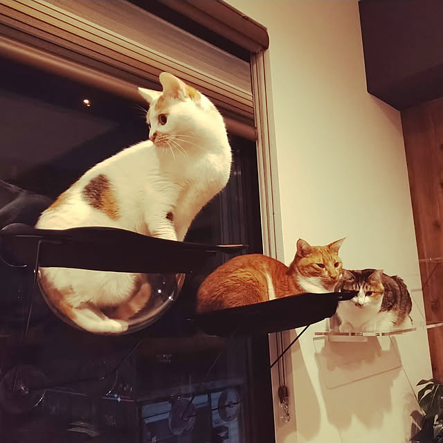 hiroさんの実例写真