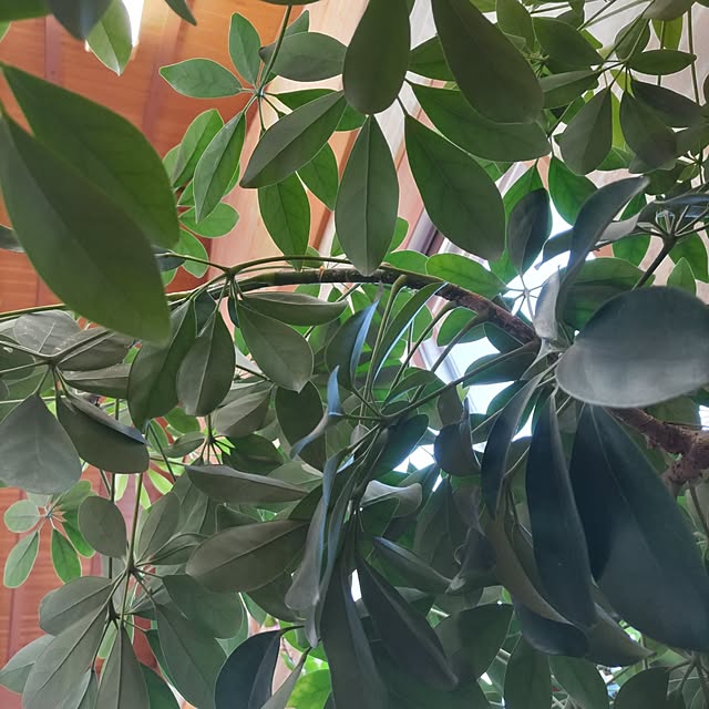 salacocoさんの部屋