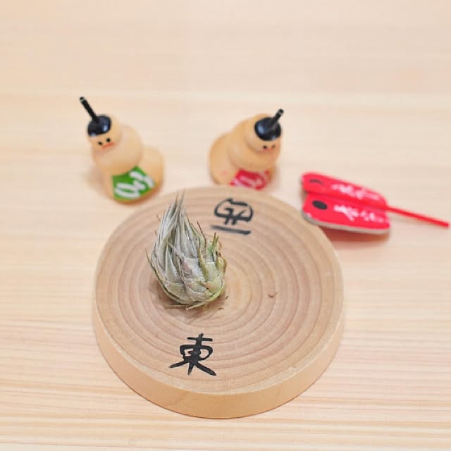 S-Tillandsiaさんの実例写真