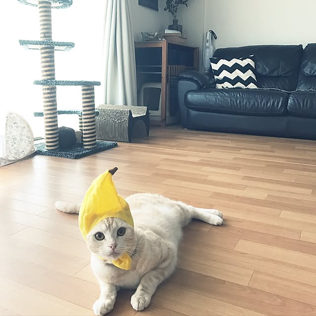 hiyupan88さんの実例写真