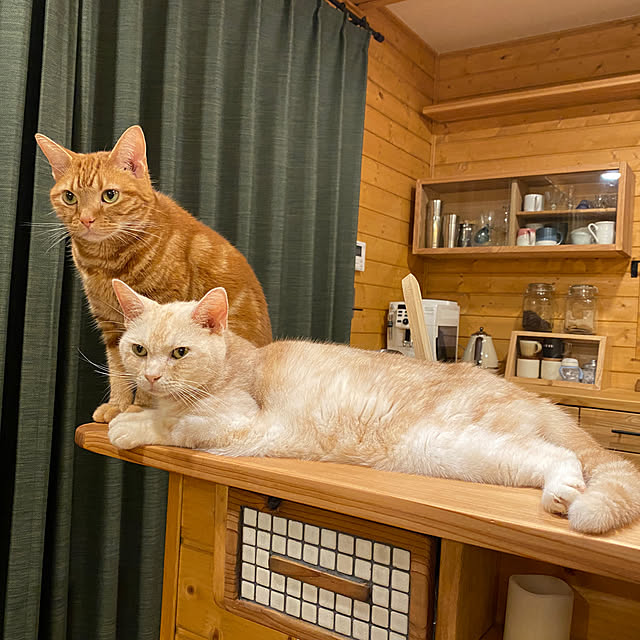 Let-s-DoDoDoさんの実例写真