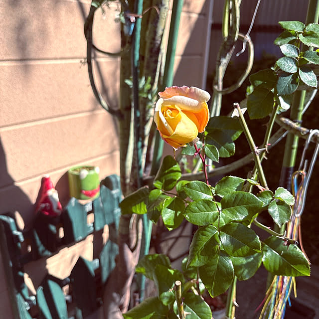 takakoさんの実例写真