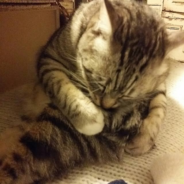 annさんの実例写真