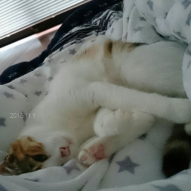 MYKさんの実例写真