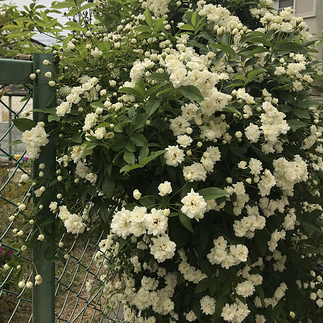 tanomamaさんの実例写真