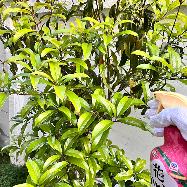 Saiiiさんの実例写真