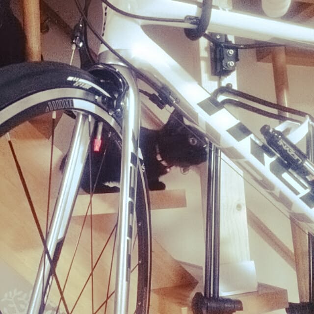 tamaneko525さんの実例写真