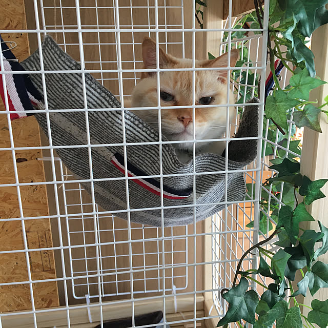 pukupukuさんの実例写真