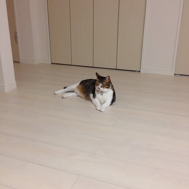 Satomiさんの実例写真