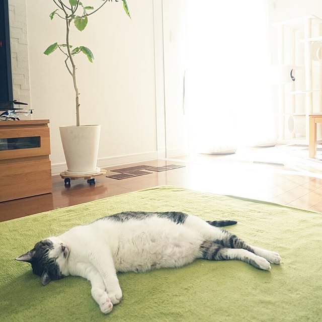 arutotoさんの実例写真