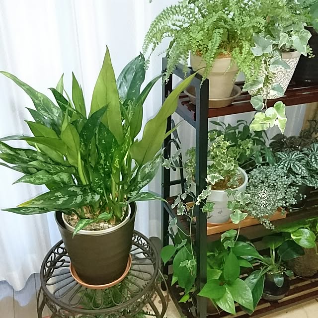 misaさんの実例写真