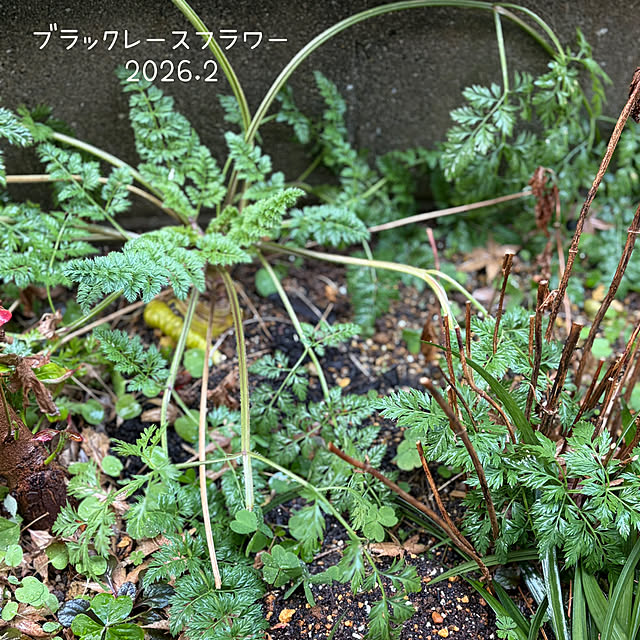 buchiさんの部屋