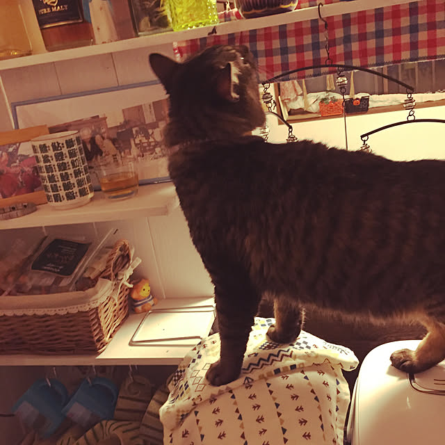 oniyomeさんの実例写真