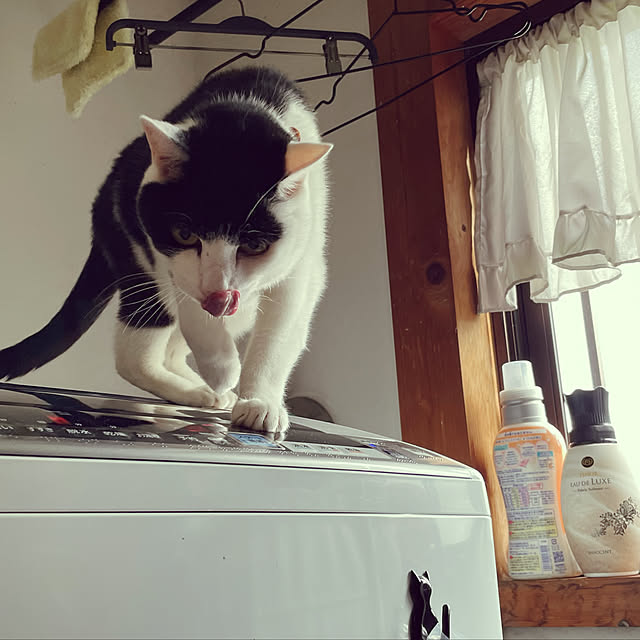 nekosamaさんの実例写真
