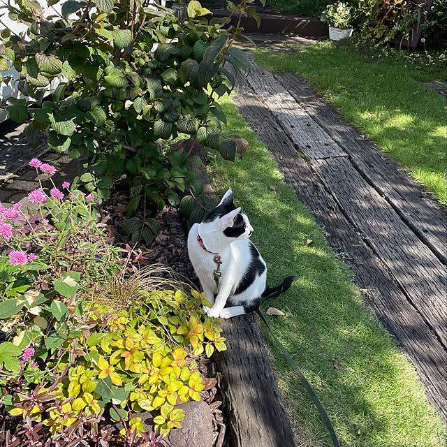 nobikoさんの実例写真
