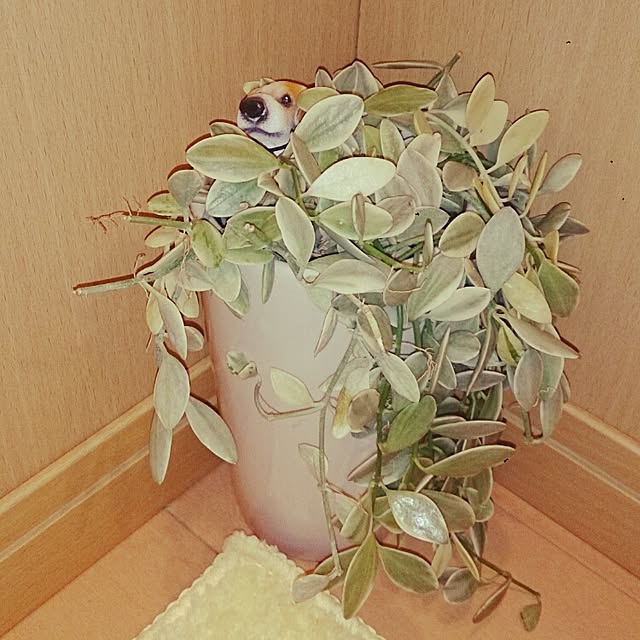 kamocoさんの実例写真
