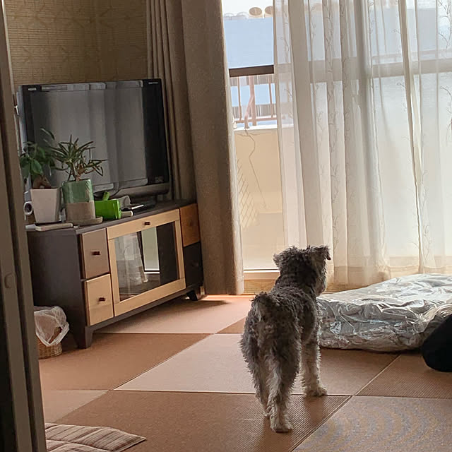shouさんの実例写真