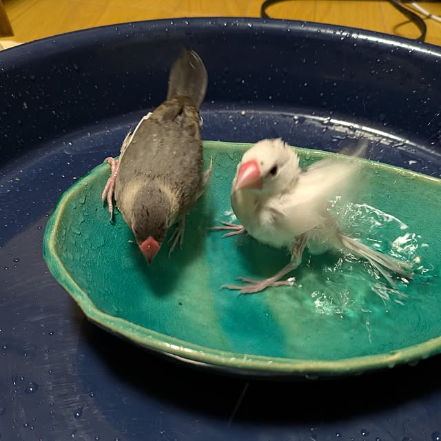 escargotさんの実例写真