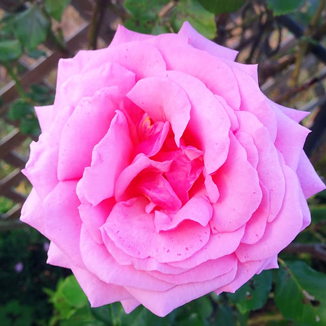 HappyRoseさんの実例写真