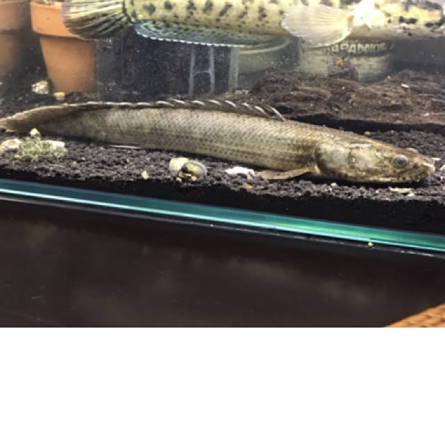 tornadeさんの実例写真