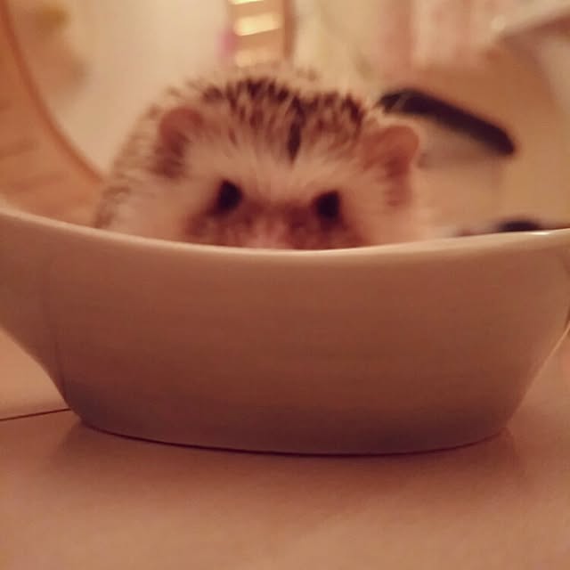 kuruさんの実例写真