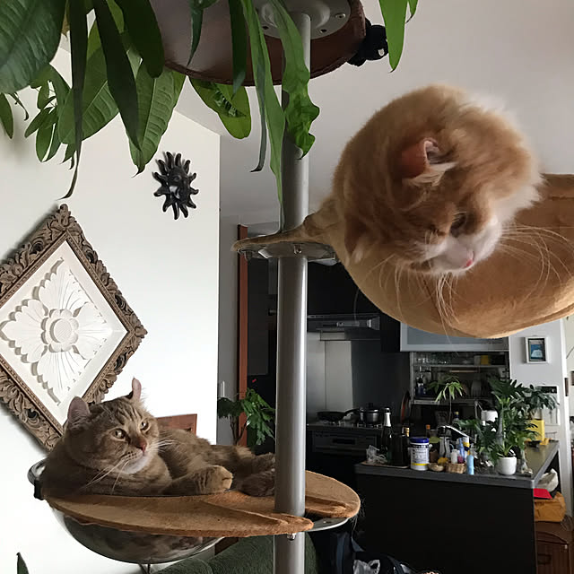 simsuさんの実例写真