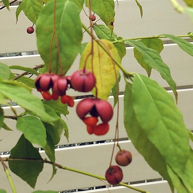 Bienvenueさんの部屋