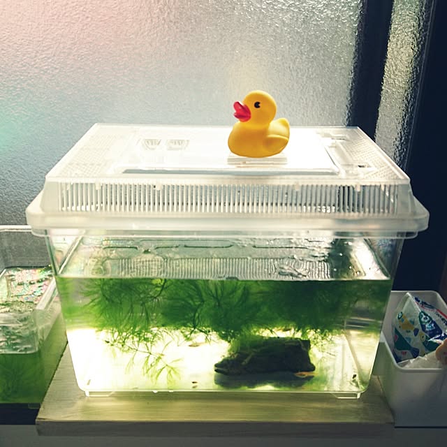 pepeさんの実例写真